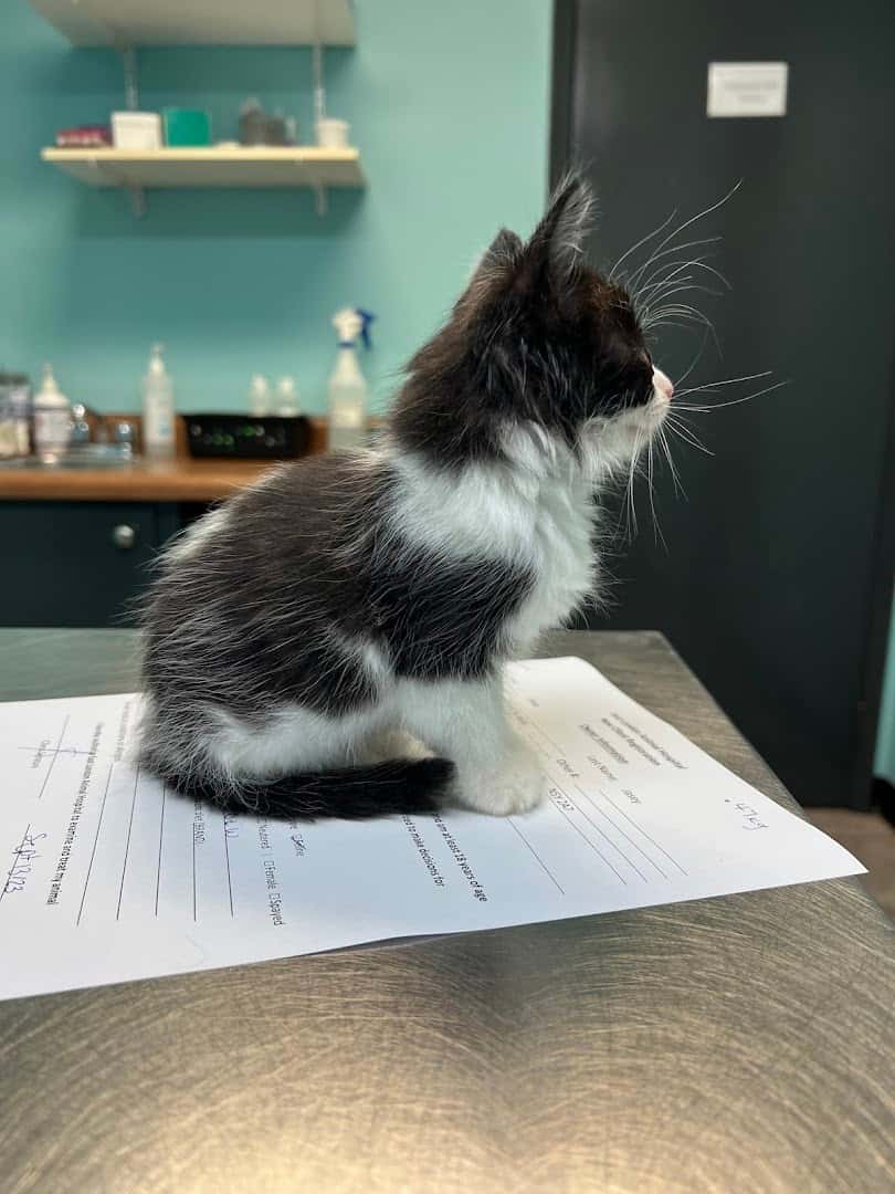 East London Animal Hospital