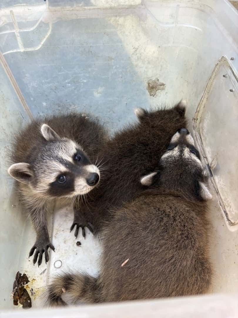 Tracks Wildlife Control — Pest Control photo 2 of 4