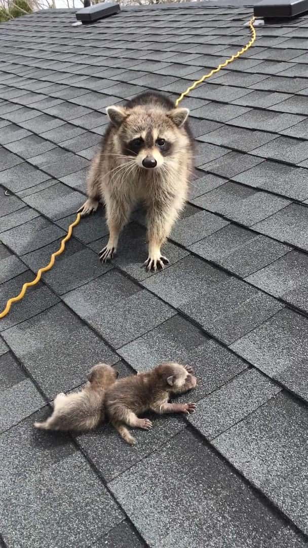 Tracks Wildlife Control — Pest Control photo 1 of 4