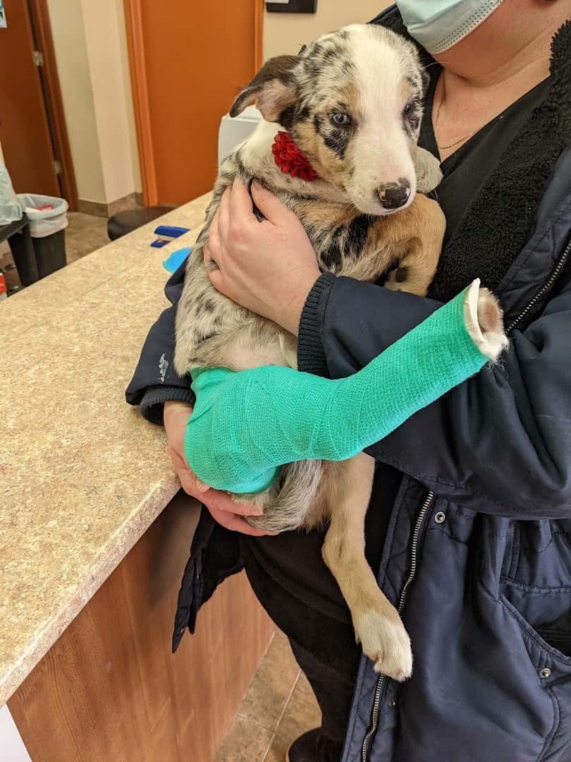 Hamilton Road Animal Hospital — Pet Services photo 3 of 5