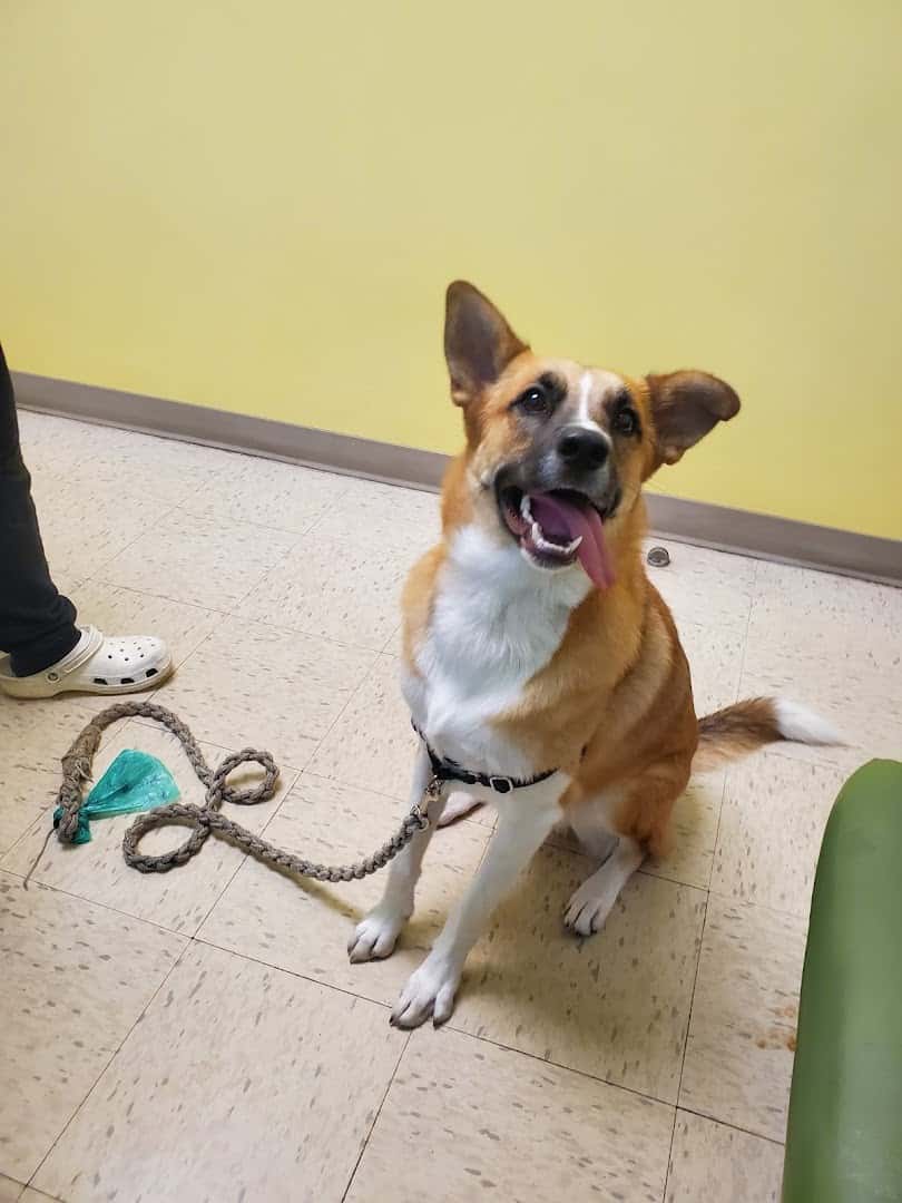East Village Animal Hospital — Pet Services photo 3 of 5