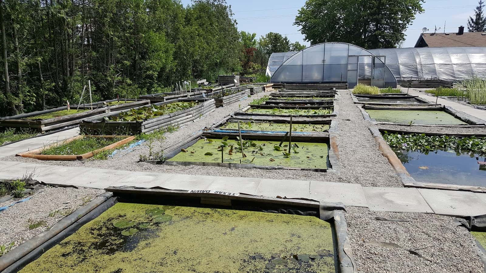 The Bloomin Bog Water Gardens — Lawn & Landscape photo 3 of 3