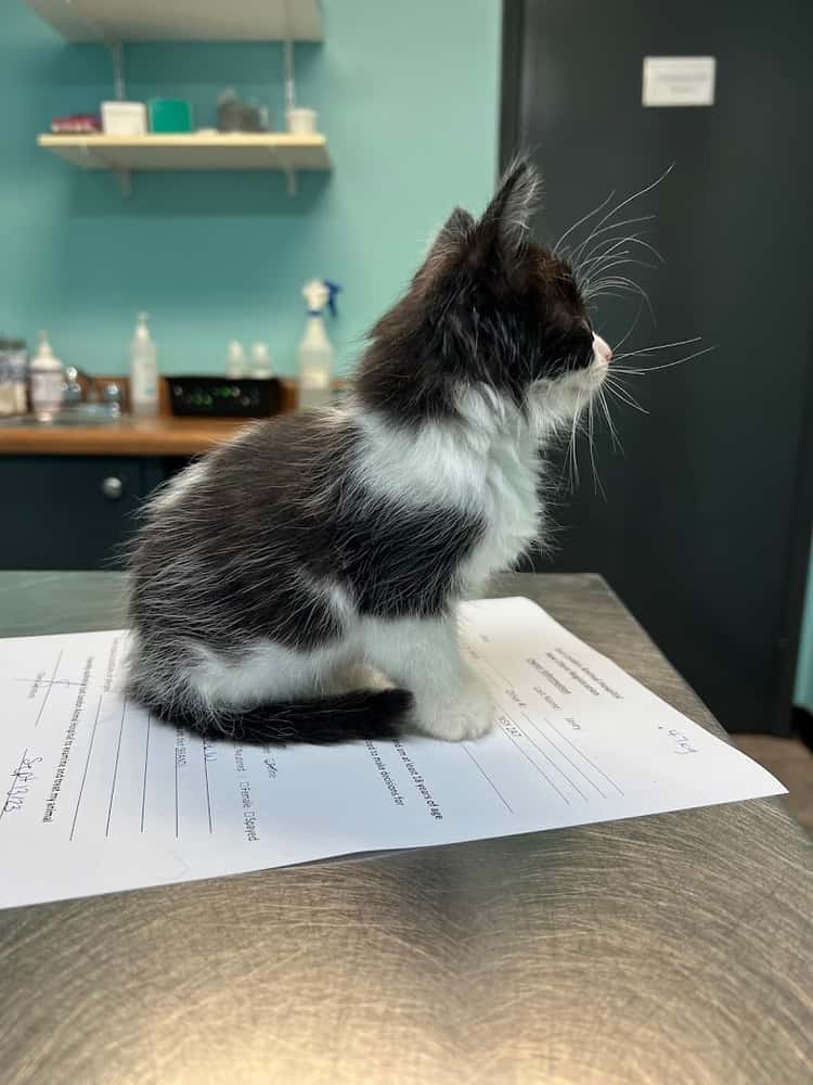 East London Animal Hospital