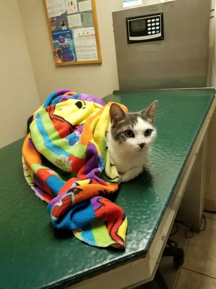 Abbeydale Animal Hospital