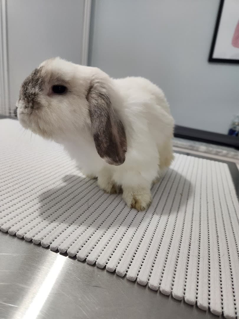 Sana Adelaide Animal Hospital — Pet Services photo 1 of 5