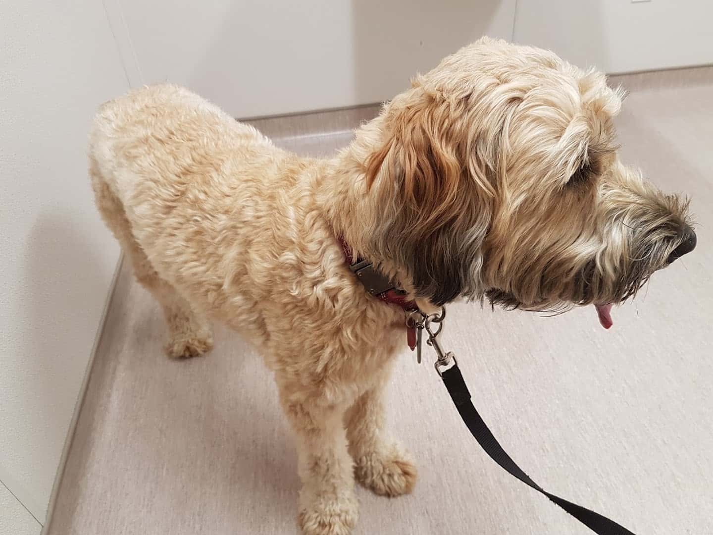 Strathroy Animal Clinic — Pet Services photo 1 of 5