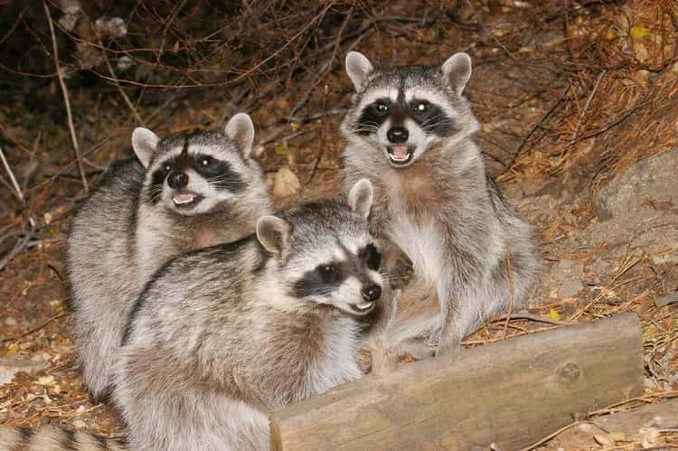 Professional Wildlife Removal