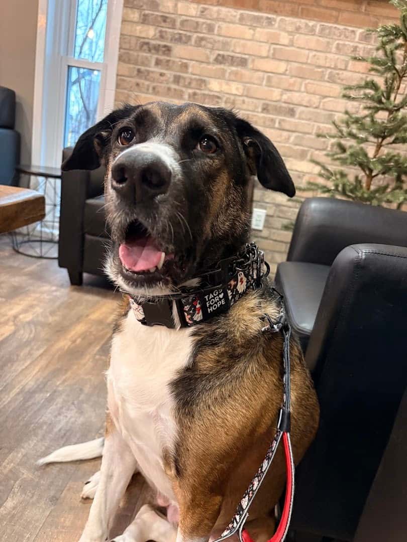Oakridge Animal Clinic — Pet Services photo 3 of 3
