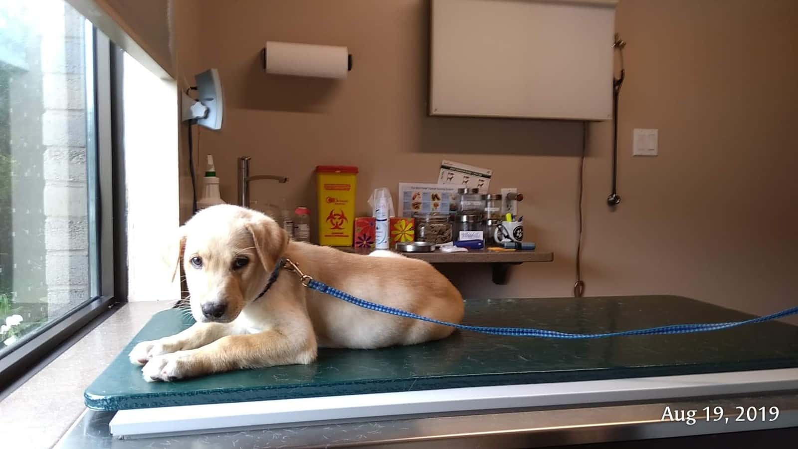 Whitehills Animal Hospital — Pet Services photo 3 of 3