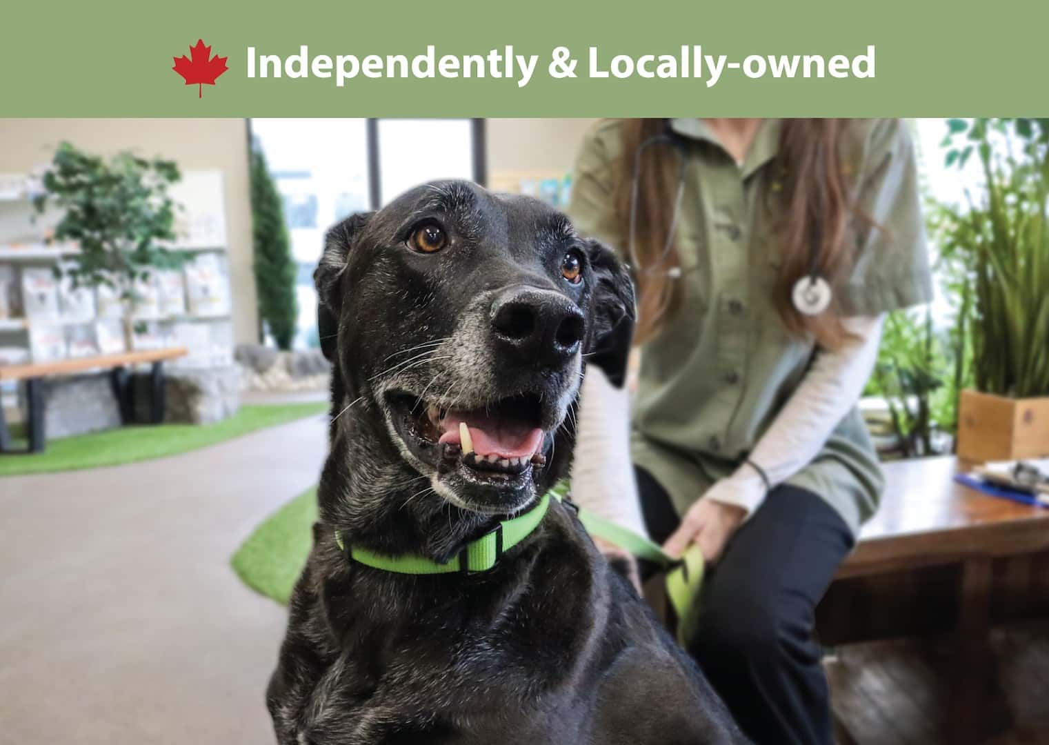North London Neighbourhood Pet Clinic — Pet Services photo 1 of 5