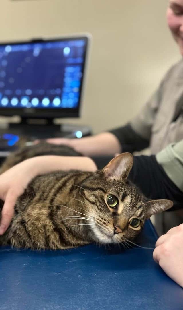 North London Neighbourhood Pet Clinic — Pet Services photo 3 of 5