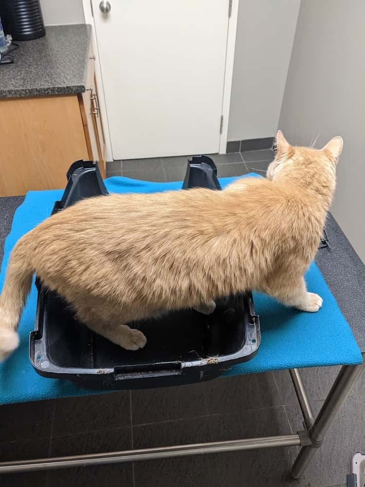 Talbot Animal Hospital