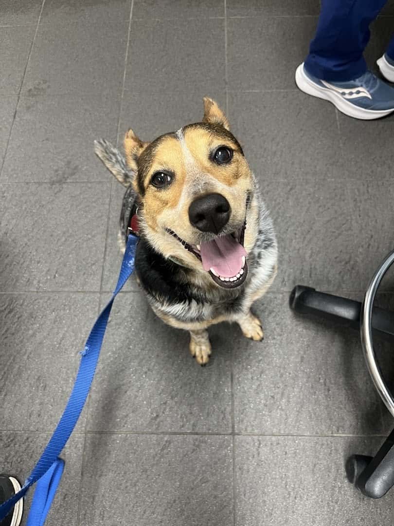 Talbot Animal Hospital — Pet Services photo 2 of 5