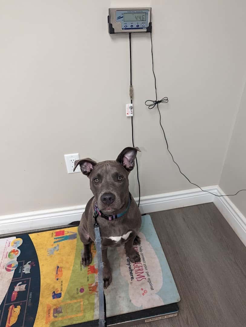 East Middlesex Animal Hospital — Pet Services photo 2 of 4