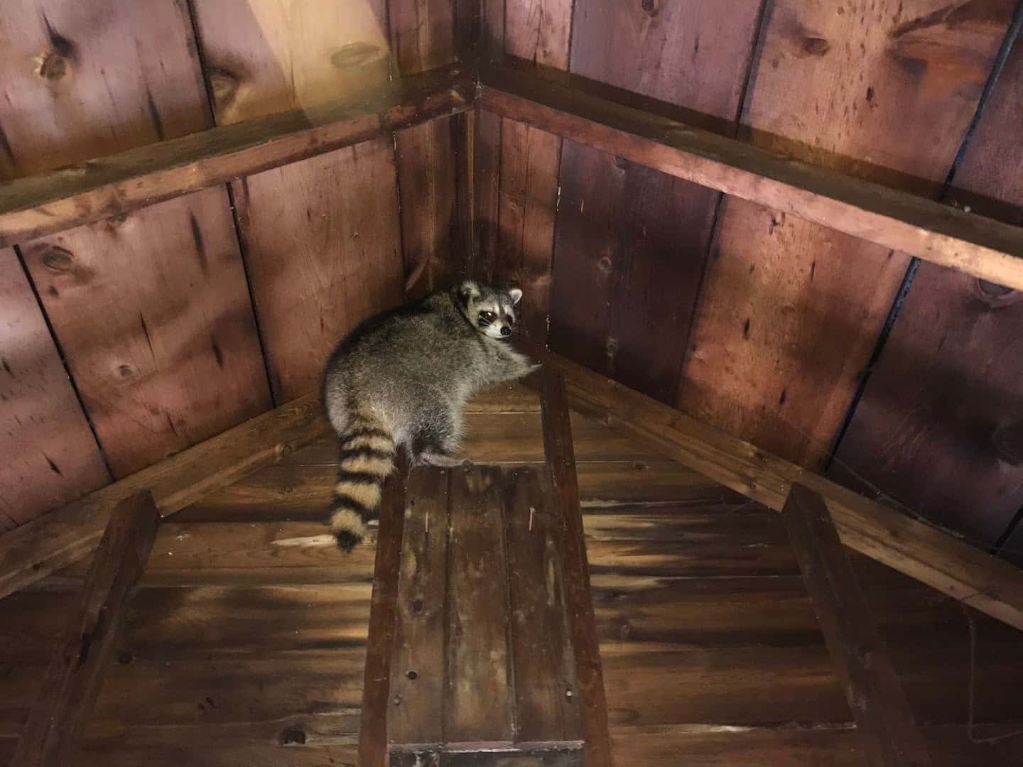 Wild Things Wildlife Control — Pest Control photo 1 of 5