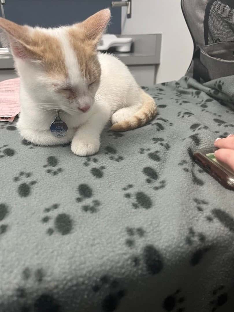 West London Pet Hospital — Pet Services photo 3 of 4