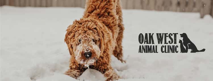 Oak West Animal Clinic