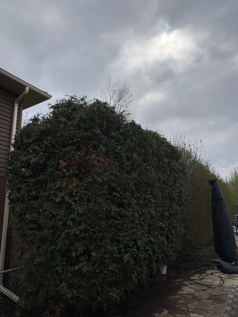 Cameron Landscapes & Home Services — Lawn & Landscape photo 1 of 3
