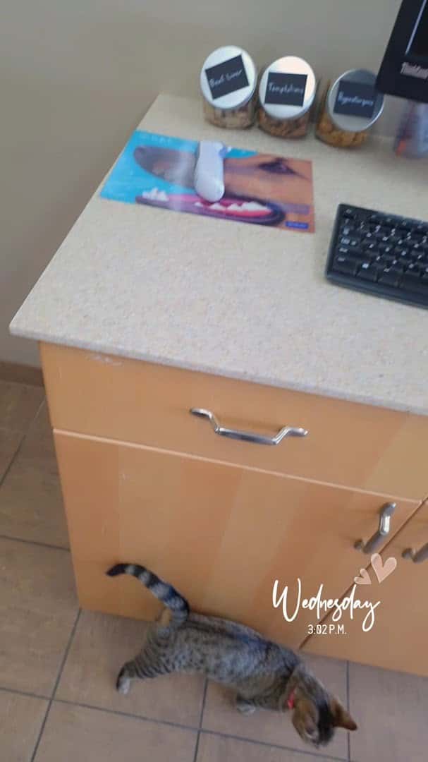Westmount Neighbourhood Pet Clinic — Pet Services photo 2 of 4