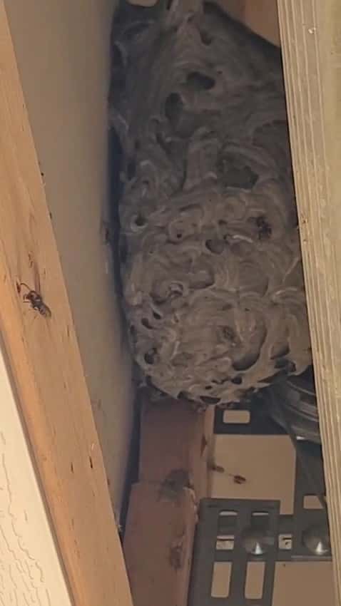 Elite Pest Protectors Inc. — Pest Control photo 2 of 3